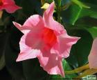 Dipladenia розовый цветок